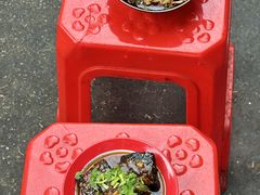 -双宝红油牛系列(创始店)