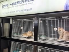 -翊宠yipet猫狗购宠庄园犬舍•猫舍