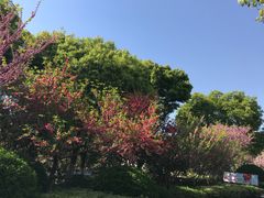 -圩墩遗址公园