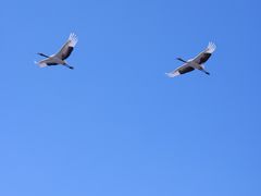 -盐城丹顶鹤湿地生态旅游区