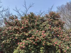 -玄武湖景区-情侣园游乐场