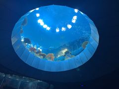 -西雅图水族馆