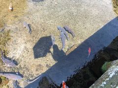 -水前寺成趣园