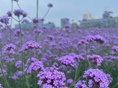 -花博汇(知音花月夜)