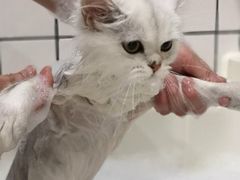 -猫大福·Fortune Cat猫舍(百子湾店)