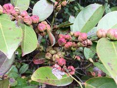 -狮子山郊野公园