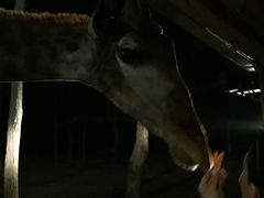 -清迈夜间动物园