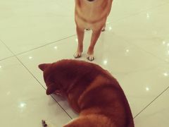 -柴源莊·柴小宠柴犬咖啡