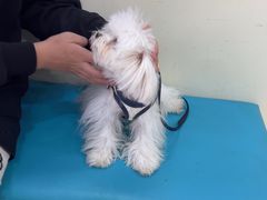 -天宠宠物医院24小时·急重症诊疗中心·全科·腔镜特色(和平分院)