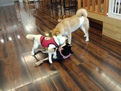 -豆柴町-柴犬主题狗咖(红鼎国际C座店)
