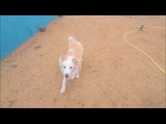 -趣玩宠物乐园寄养训犬训狗游泳池