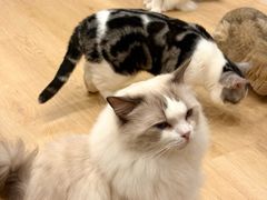 -有喵·猫咖·狗咖·40+猫狗有小奶狗(岗厦店)