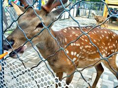 -长白岛森林公园