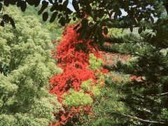 -西双版纳原始森林公园