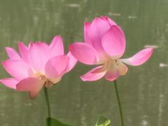 -金山公园