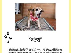 -翊宠yipet猫狗购宠庄园犬舍•猫舍