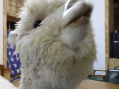 -猫色咖啡·猫咖