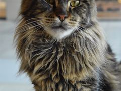 -瞄一喵猫咖(格力海岸店)