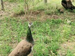 -北京麋鹿生态实验中心