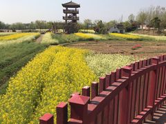 -杭州湾海上花田景区