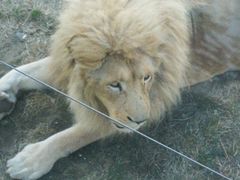 -新疆天山野生动物园