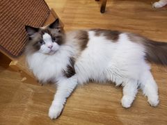 -滚猫咖啡·猫咖·猫友好撸猫(未来城店)