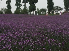 -秀丽东方