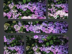 -上海滨江森林公园