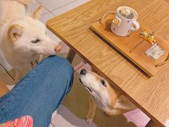 -柴务处·柴犬主题狗咖