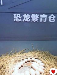 -恐龙探索乐园(磁器口店)