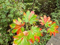 -丹东天桥沟景区