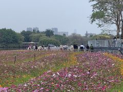 -海珠湖公园
