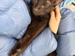 -北京赛佳动物医院