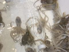 -鹰龙海畔度假酒店(咸祥店)
