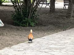 -北京市海淀外国语实验学校