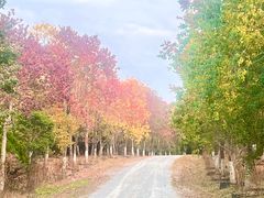 -上海海湾国家森林公园