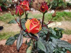 -人民公园(罗湖区)