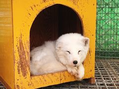 -宫城藏王狐狸村