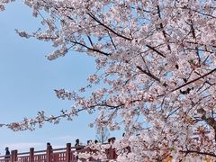 -高东镇樱花园