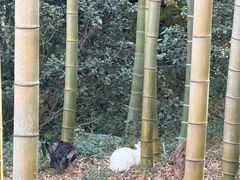-大唐贡茶院
