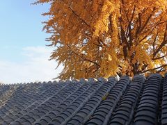 -自如ZSPACE四合院艺术餐厅