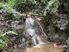 -西双版纳原始森林公园