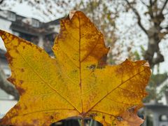 -麻雀咖啡SPARROW COFFEE(十全街店)