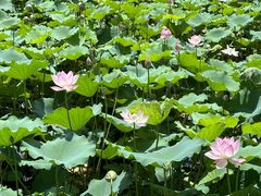 -荔湾湖公园
