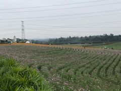 -紫颐香薰山谷景区
