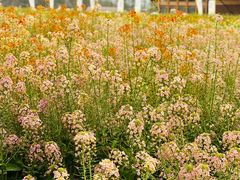 -中国天府农业博览园