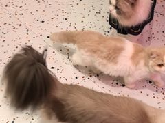 -滚猫咖啡·猫咖·猫友好撸猫(未来城店)