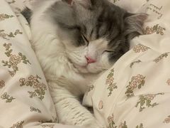 -派特宠物医院(圆融广场店)