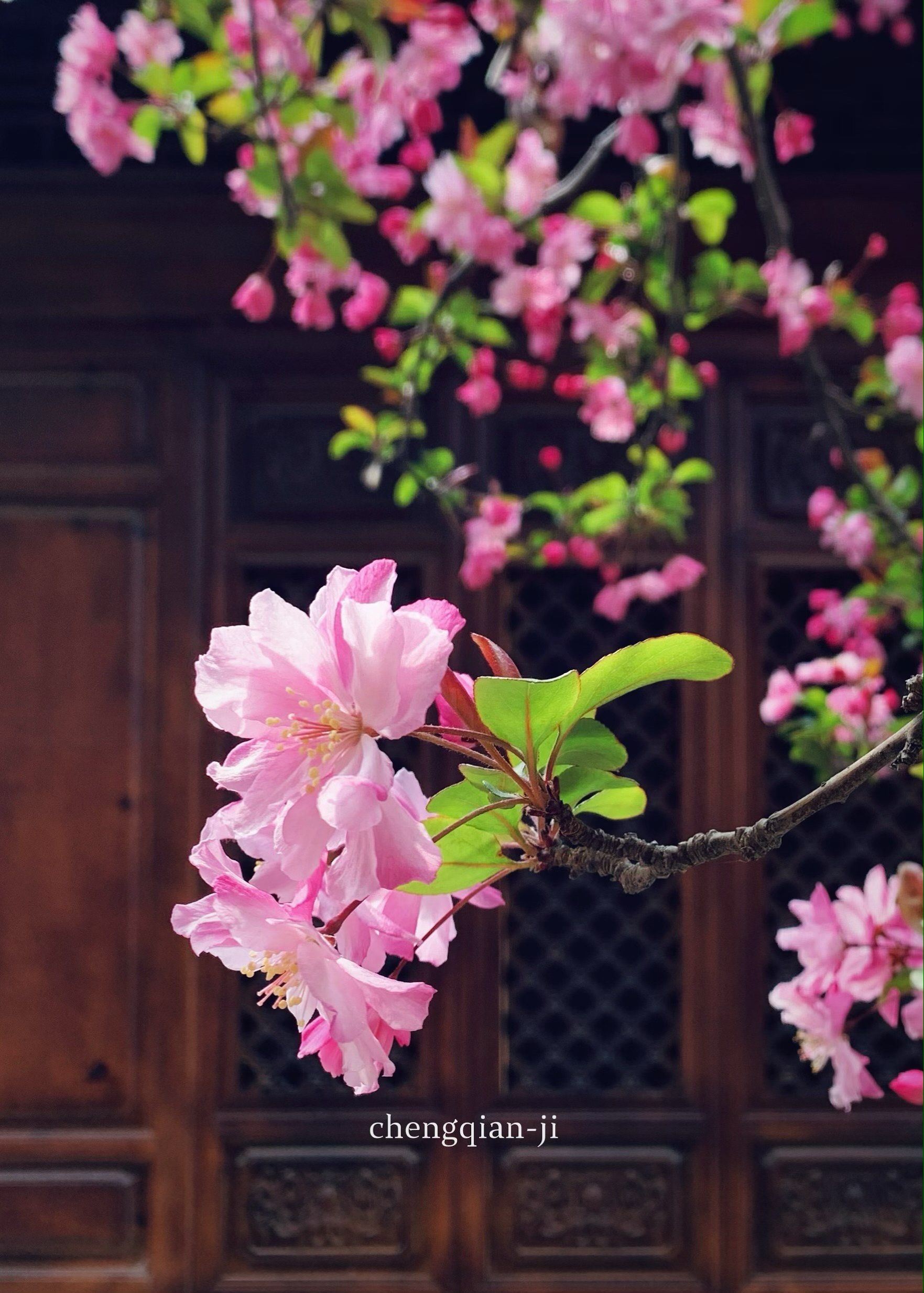花开花落终有时