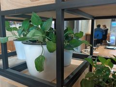 -鲜芋仙Meet Fresh(五道口店)